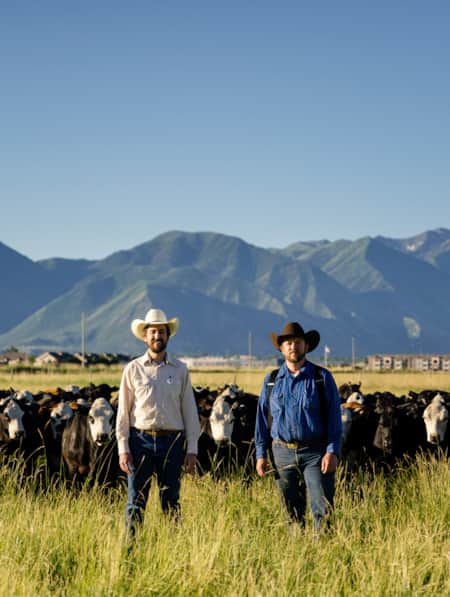 Two cowboys standing in an open grassy field with cows behind them and mountains in the distance.
