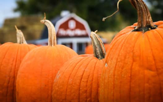 At Rowley's Red Barn Fall Festival, you can feel the thrill of a zipline, get lost in a winding corn maze and find the perfect pumpkin to take home.