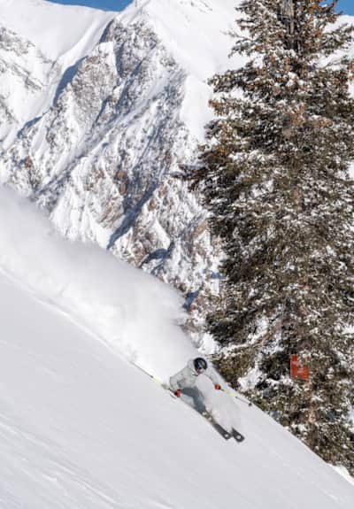 Snowbird