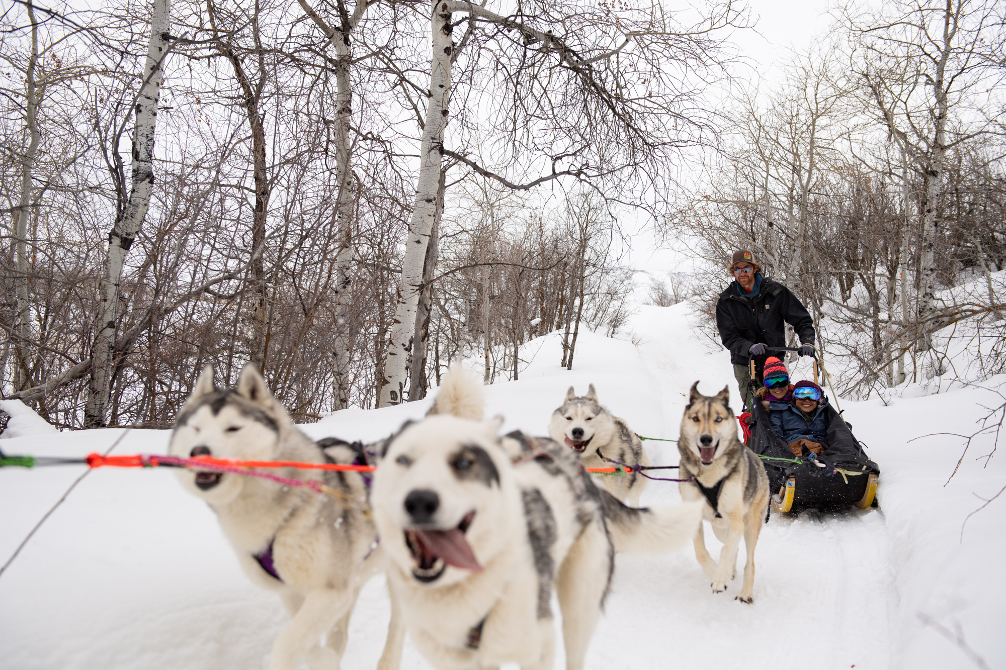 Husky shop snow sled