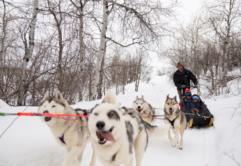 Dog Sledding Park City - Meet The Arctic Pups | Visit Utah