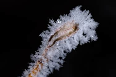 Snowflakes_Wasatch_Big-Cottonwood-Canyon-2_Ice-Big-Cottonwood-Creek-Winter_Payne-Angie_1