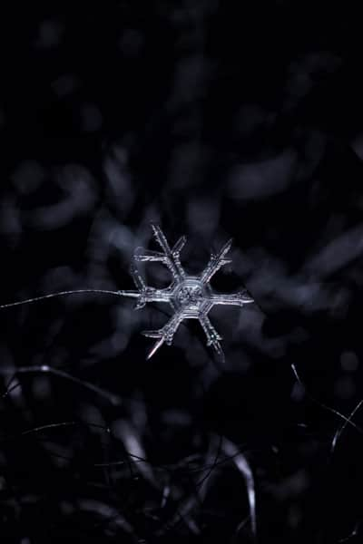 Snowflakes_Wasatch_Big-Cottonwood-Canyon_Winter-11_Payne-Angie_2021