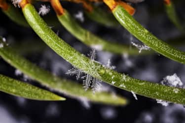 Snowflakes_Wasatch_Big-Cottonwood-Canyon_Winter-5_Payne-Angie_2021