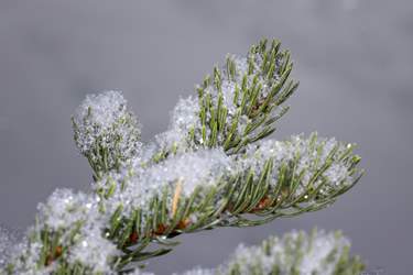 Snowflakes_Wasatch_Big-Cottonwood-Canyon_Winter_Tree-Branch_Payne-Angie_2021