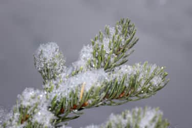 "I realize I have an abnormal obsession with these little pieces of frozen perfection, but I swear there’s just nothing quite like these miniature works of art," says photographer Angie Payne.