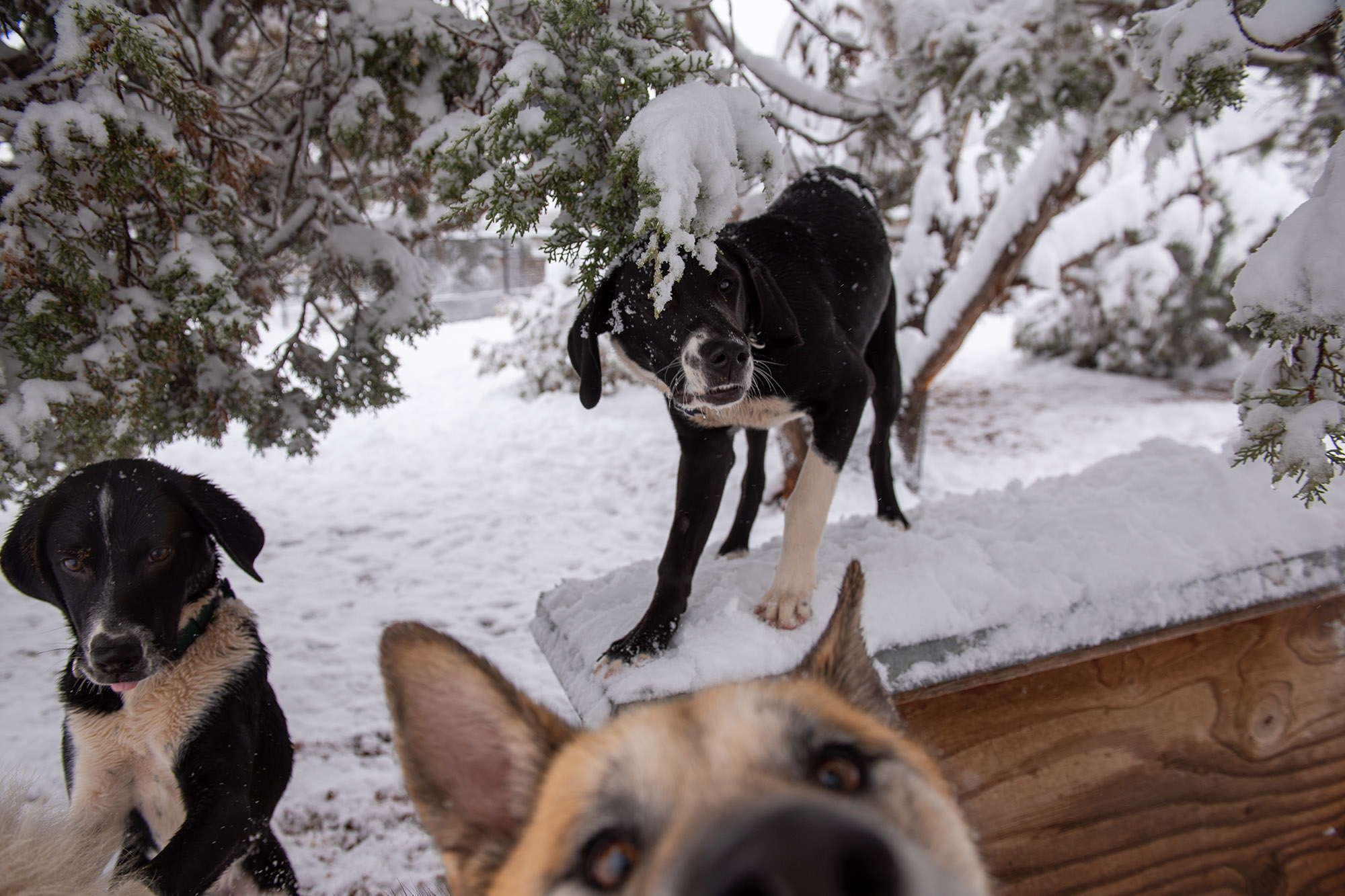 A trio of sanctuary dogs find themselves in a winter wonderland.