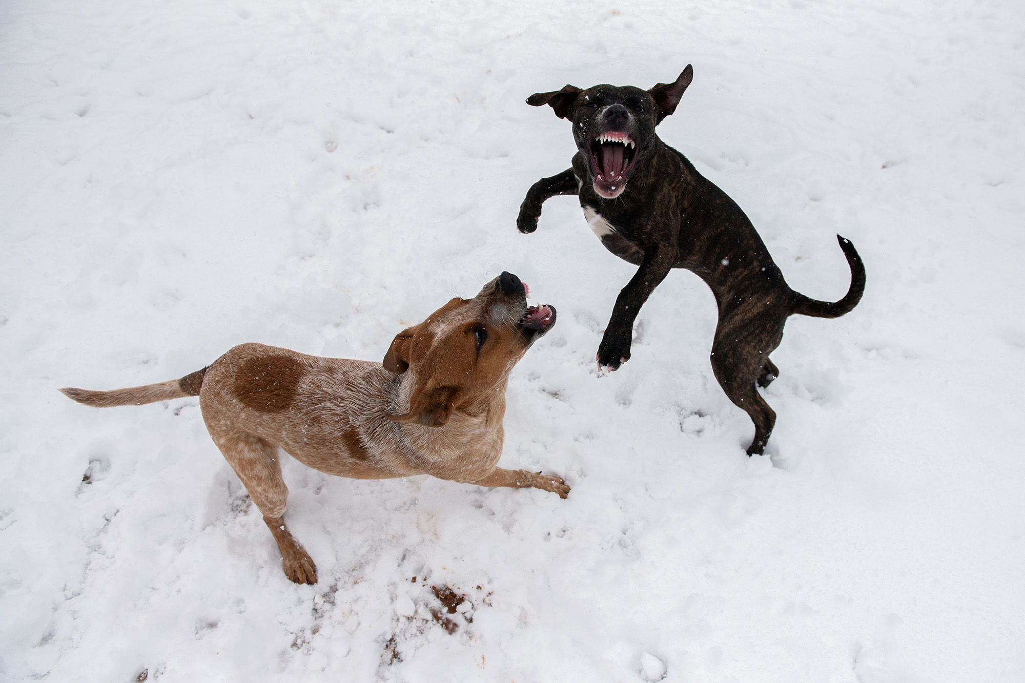 Silas and Everly don’t let the cold stop them from a puppy play date.