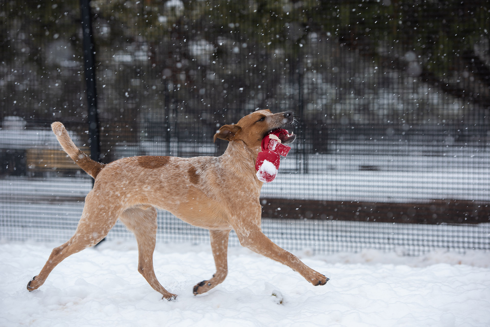  Silas dashes through the snow accompanied by his favorite toy.