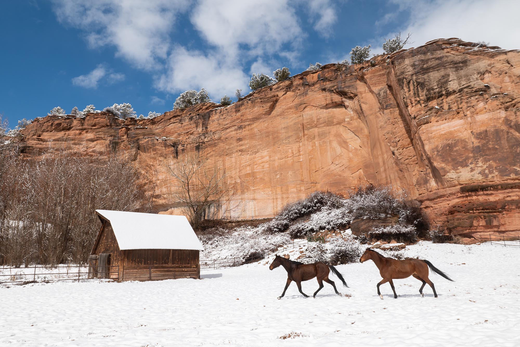 Watching horses running free in pastures throughout the sanctuary is a highlight for visitors.