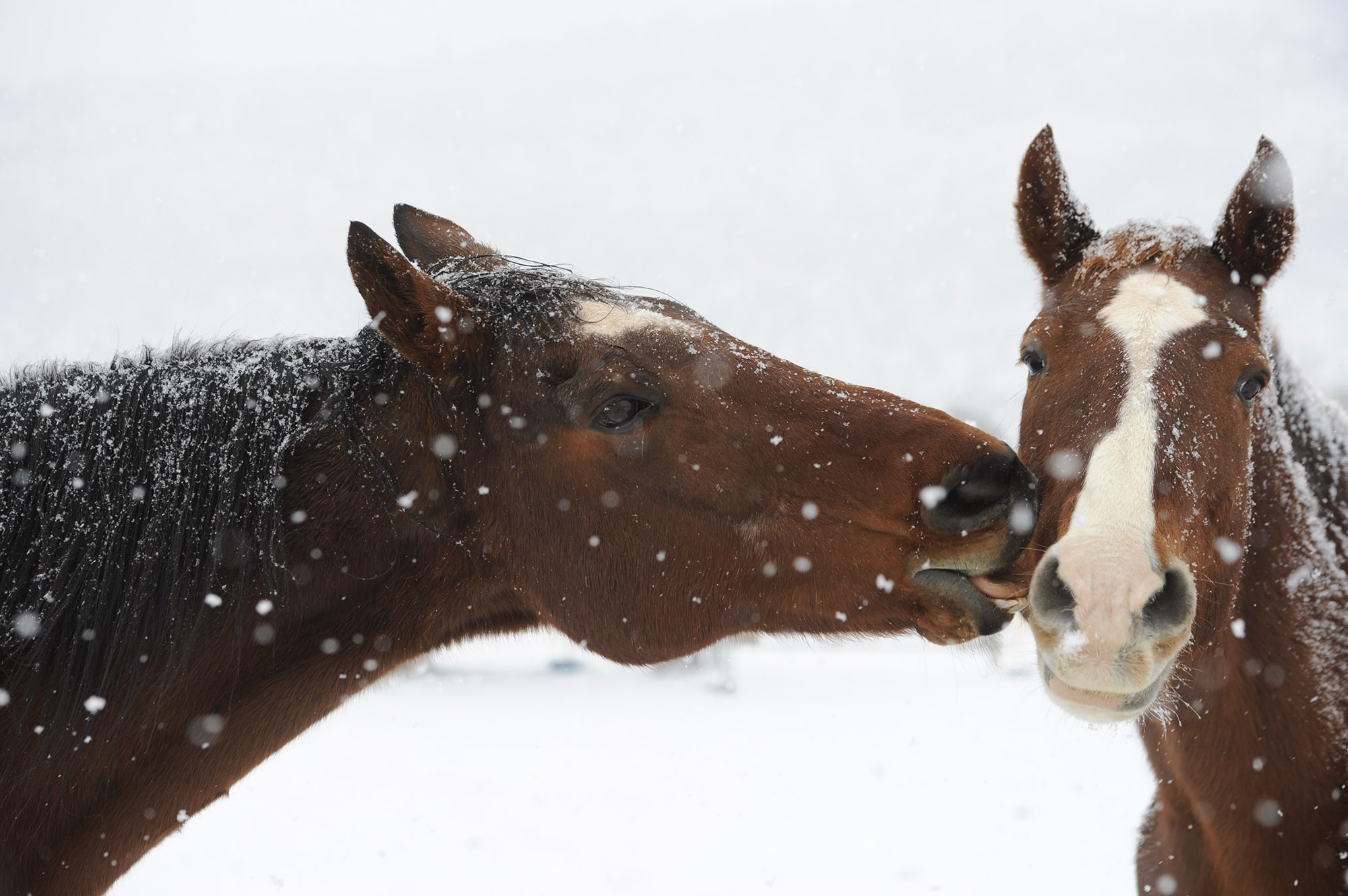 Love is in the air at Horse Haven.