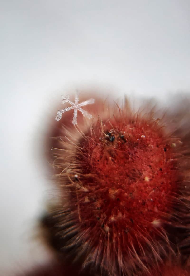 A snowflake on a plant at the Red Butte Garden in Salt Lake City.