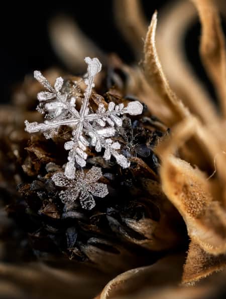 A close-up view of a snowflake resting on a fallen flower bud.