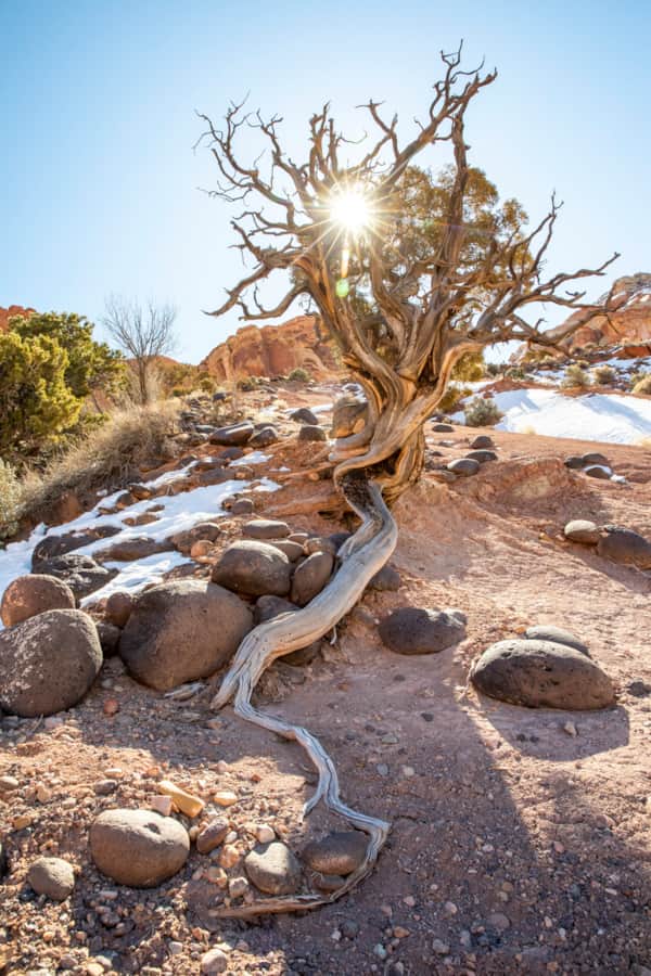 Cohab Canyon Trail in Capitol Reef National Park