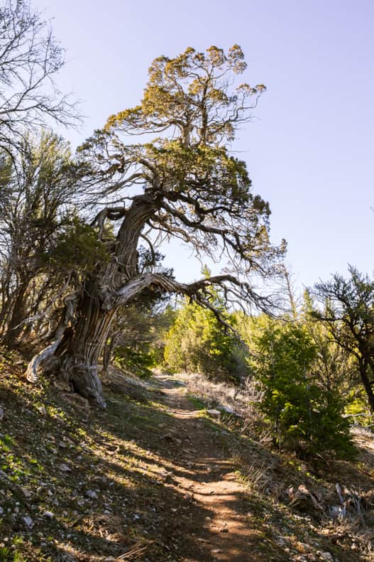 The Jardine Juniper Tree is estimated to be about 1,500 years old.