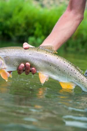 A fisherman holding a fish with one arm just above the water's surface.