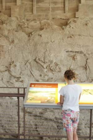 A child standing in front of a wall with prehistoric dinosaur bones, looking at an information display in a museum.