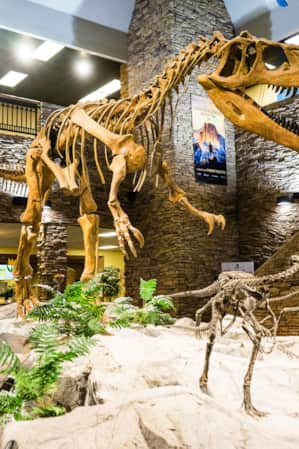 A museum displaying the skeleton frames of two dinosaurs.