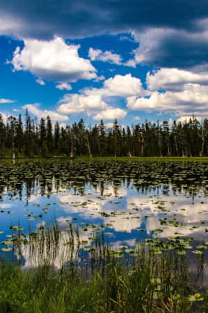 A pond surrounded by pine trees, with lilies growing on the water's surface.