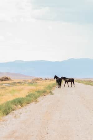 Two wild horses standing in the middle of a road, surrounded by open grassy fields.