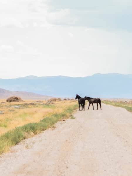 Two wild horses standing in the middle of a road, surrounded by open grassy fields.