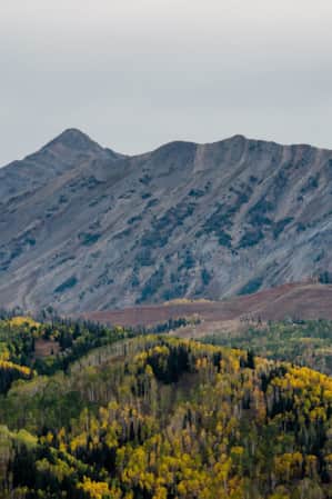 A grove of aspen trees in shades of green and yellow at the base of a large, bare mountain.