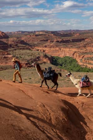 A woman hiking on large red rocks, guiding two llamas with a rope.