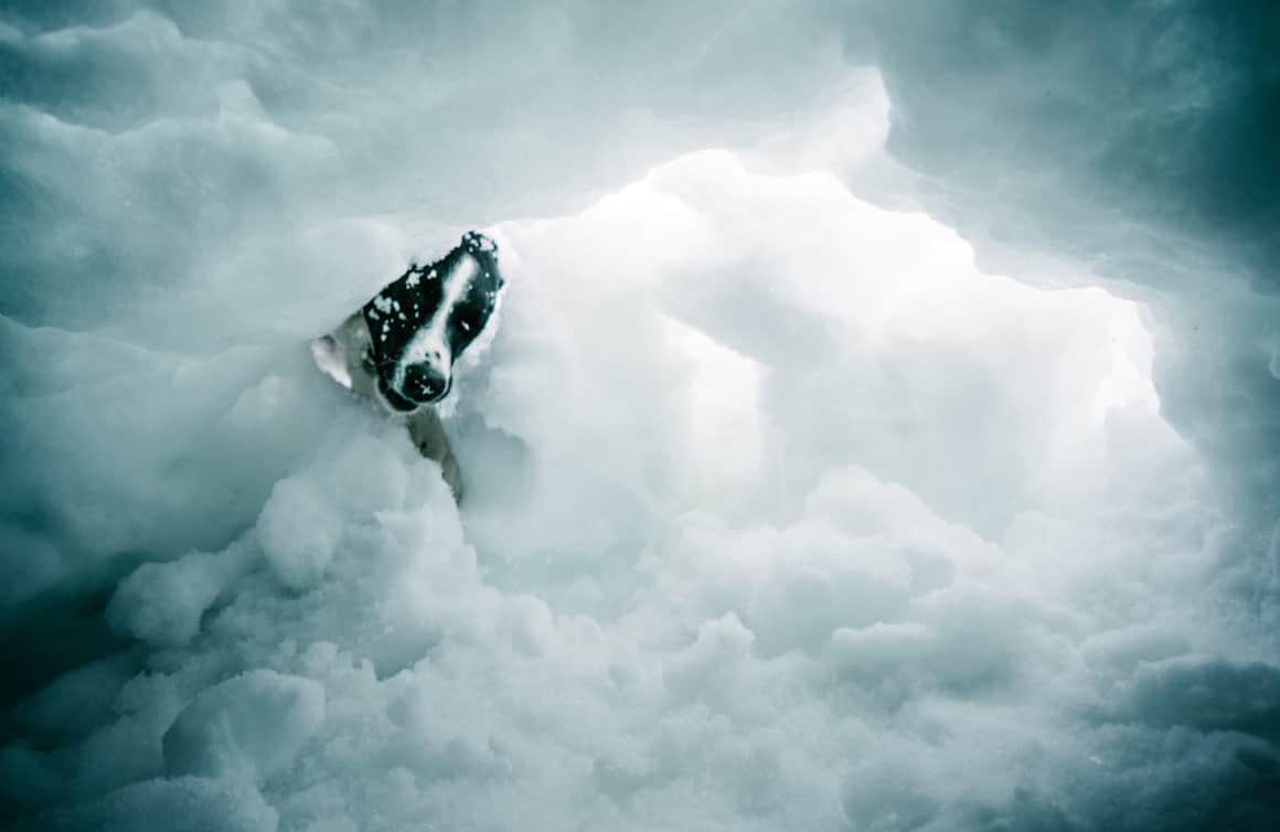 ZoZo training for an avalanche rescue.