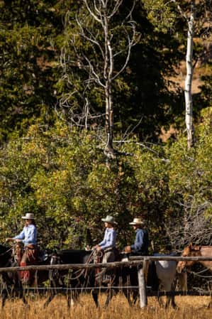 Four people riding horses through a wooded area.