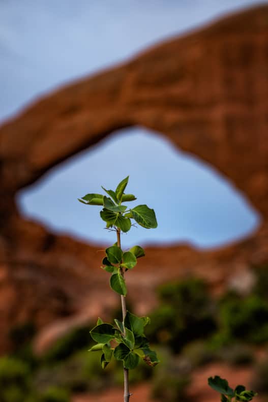 moab_Arches-Mighty-Five_Payne-Angie_2020-03