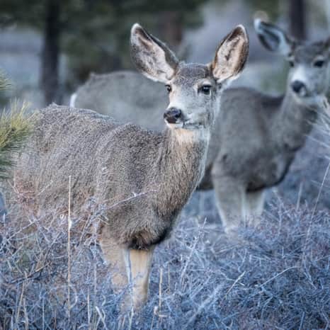 Wildlife along the road.