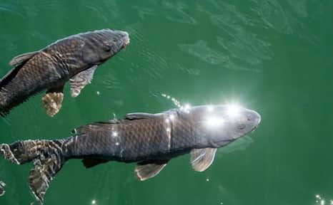Carp in Lake Powell