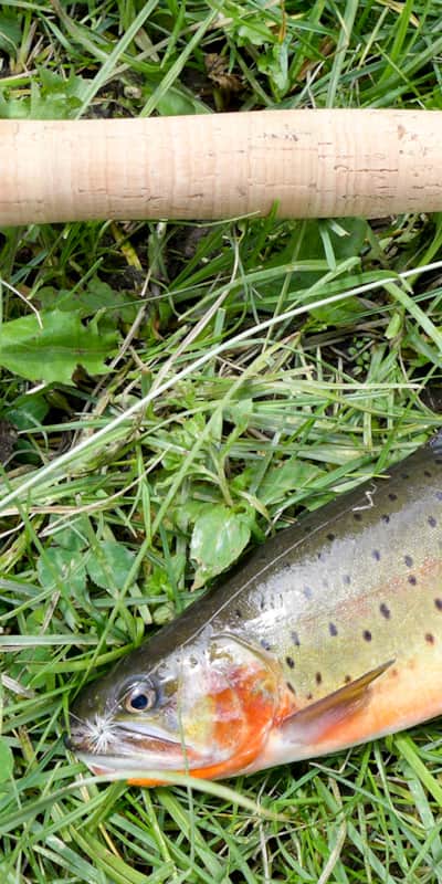 Boulder Mountain Cutthroat