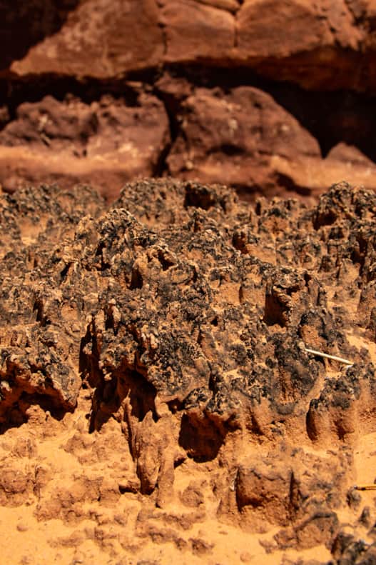 Cryptobiotic soil of Utah's red rock country.