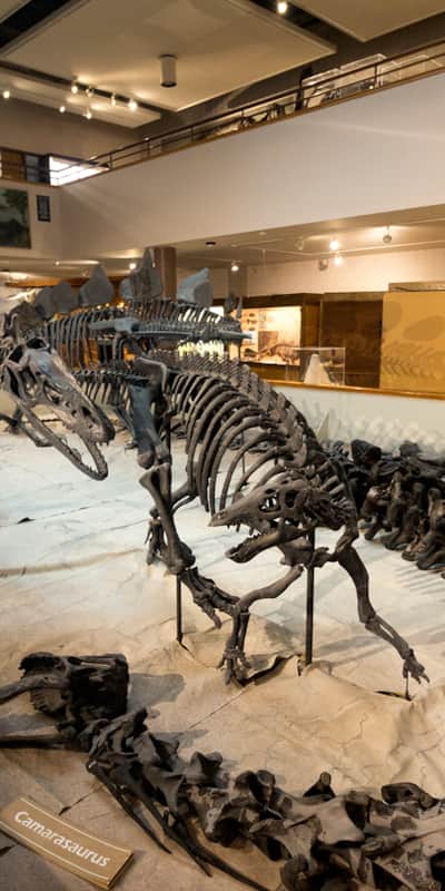 Children and adults alike will be impressed by the dinosaur fossil collection at the museum.