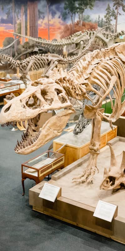 The park continues to grow and change as our knowledge of dinosaurs evolves.