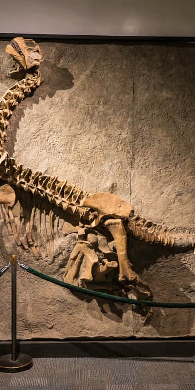 The Museum of Ancient Life displays more than 60 complete dinosaur skeletons.