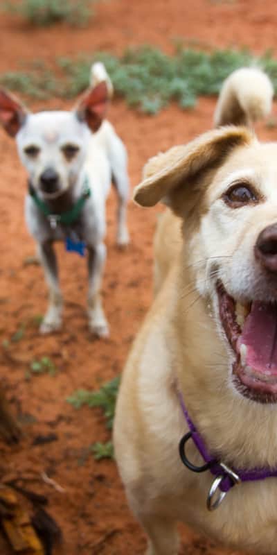Even four-legged visitors know how to relax in Kanab.