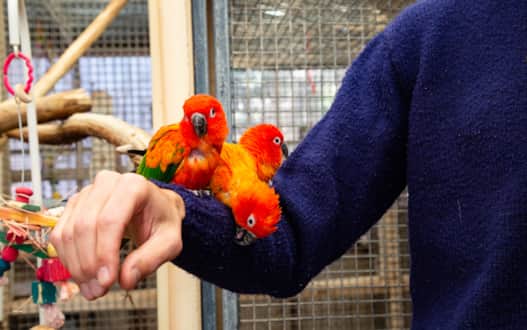 The sanctuary hosts walking tours through its Parrot Garden, where you'll meet some of the colorful birds who live there.