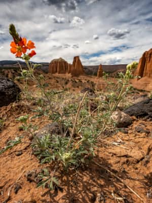 Utah-Mighty-Five_Capitol-Reef_Angie-Payne