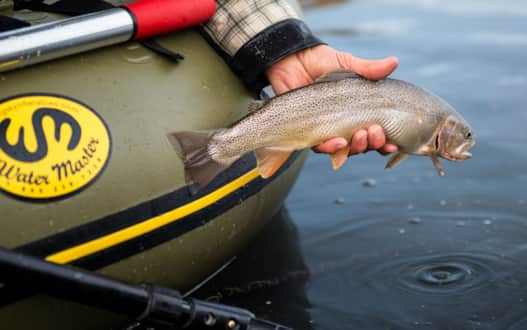 A rare fine-spotted cutthroat pulled from the Green.
