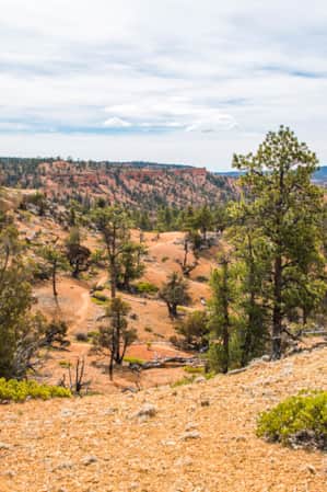 A desert landscape dotted with small green shrubs and tall trees under a sky filled with white clouds.