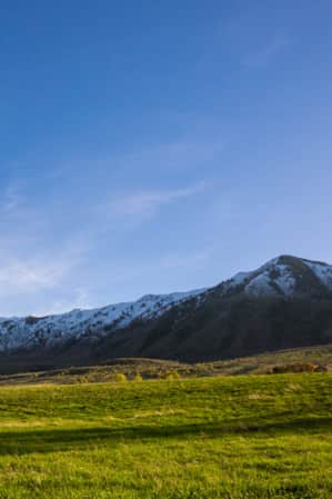 A field of green grass with lightly snow-capped mountains in the background.
