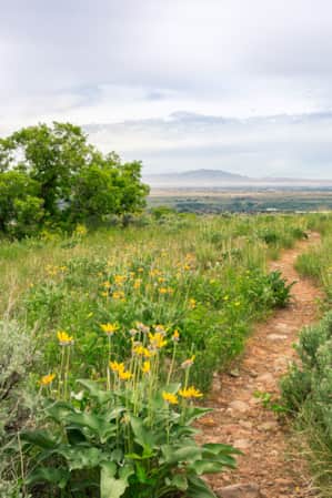 A rocky hiking path winding through tall green grass and yellow wildflowers.