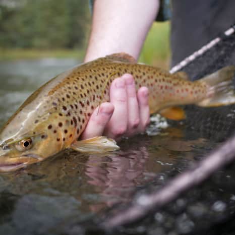 Fishing the Middle Provo.