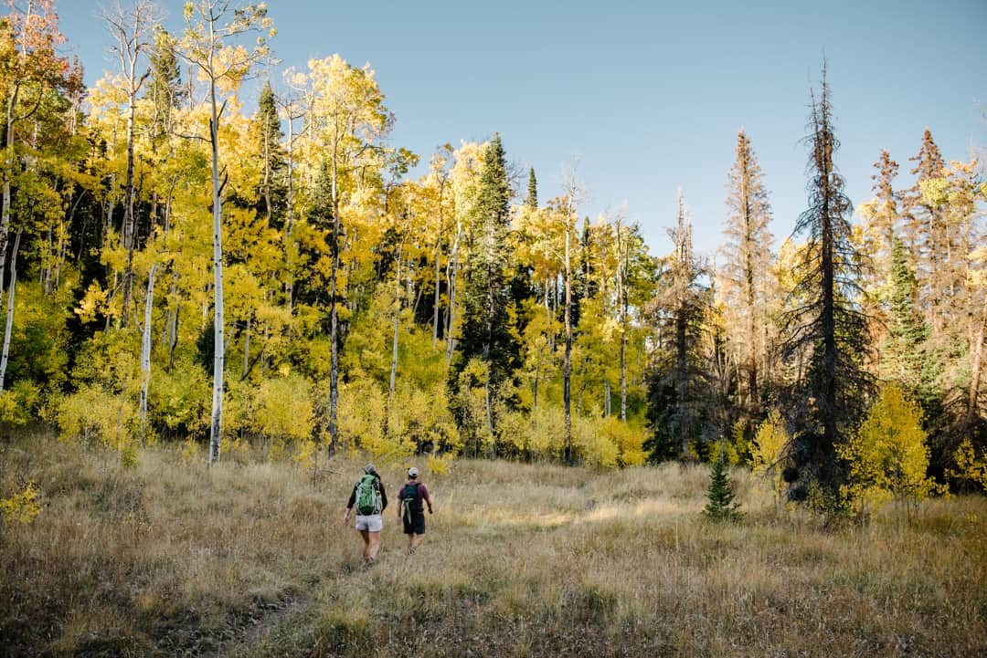 A hiking trail at Fishlake in Central Utah.