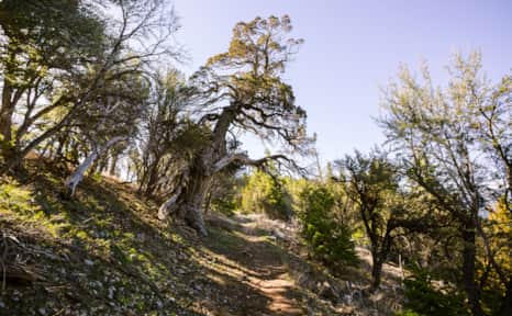 The majestic 1,500-year old juniper tree awaits riders at the top of Logan's Jardine Juniper trail.