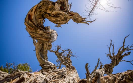There are few living organisms in the world that are this old.