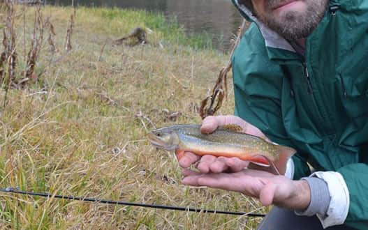Brook trout caught in a small lake near Logan Canyon.