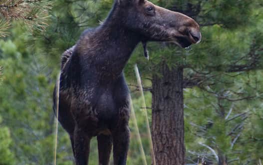 The native flora and fauna of Flaming Gorge: Moose under a ponderosa pine.